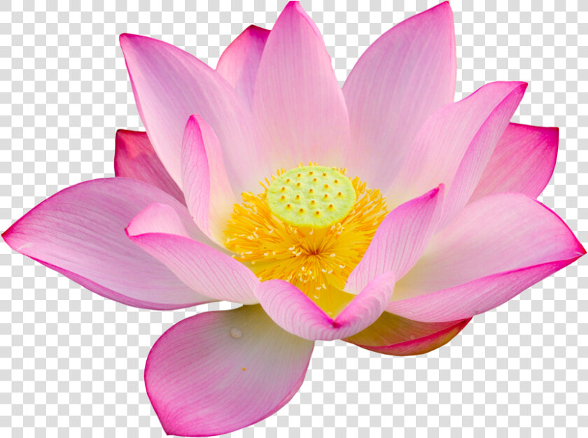 Lotus lotus Bloem Joy   Lotus Flower Png  Transparent PngTransparent PNG