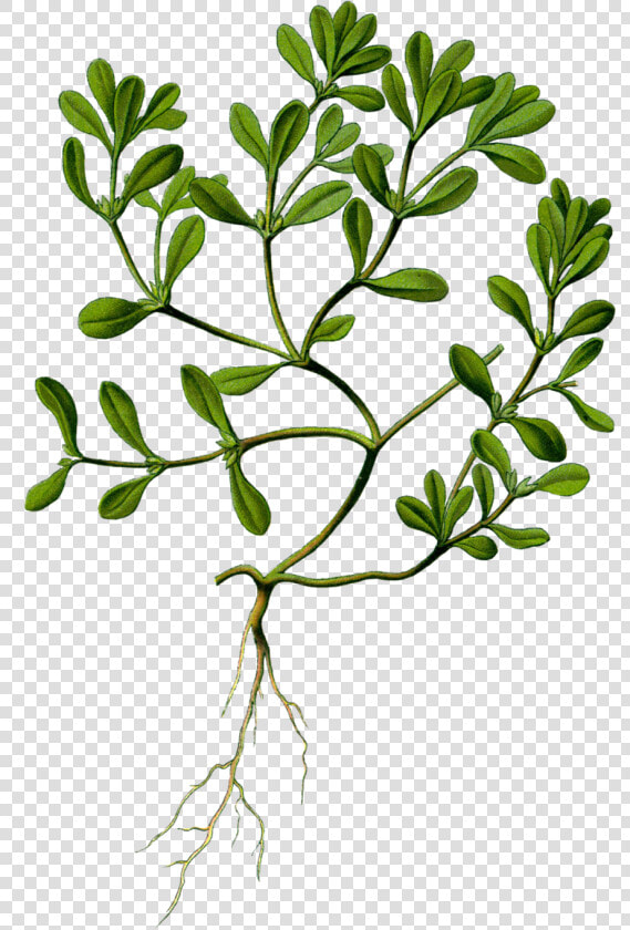 Portulaca Oleracea Herbarium  HD Png DownloadTransparent PNG