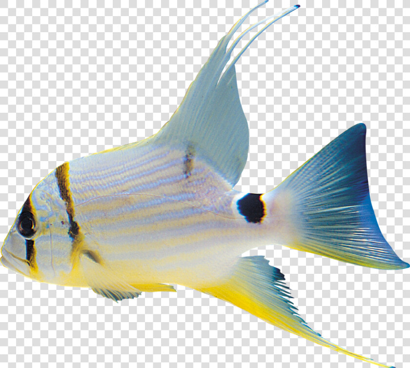 White Fish Clipart Png   Формат Png Рыба  Transparent PngTransparent PNG