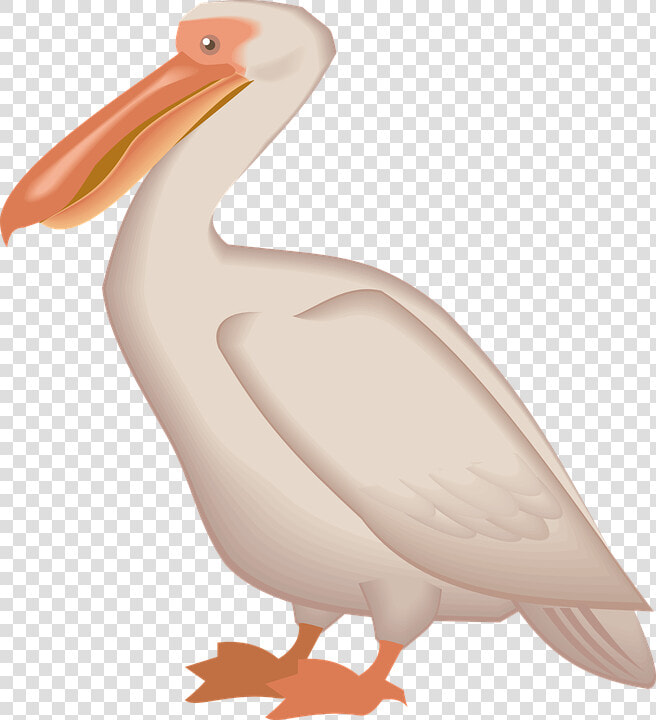 Download Pelican Png   Cross Stitch Pelican Pattern  Transparent PngTransparent PNG