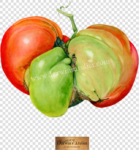 Mugly Tomato No Bg W Logo And Watermark  HD Png DownloadTransparent PNG