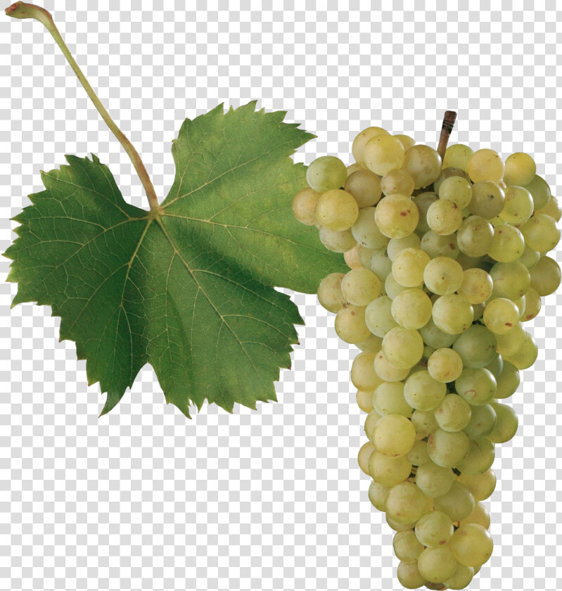 Grape Png Images   Odrody Viniča  Transparent PngTransparent PNG