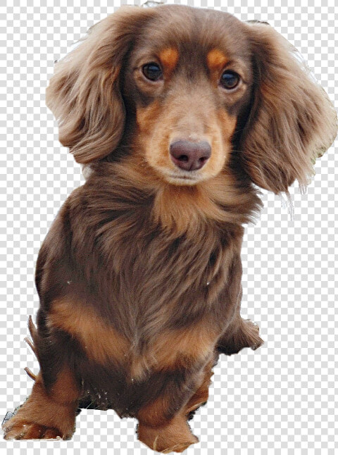 Wienerdog Dachshund Puppy Pupn Dog Freetoedit   Companion Dog  HD Png DownloadTransparent PNG