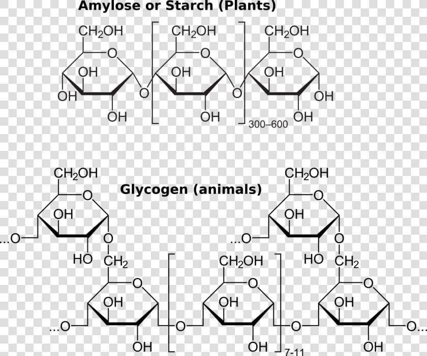 Starch Polymer Glycogen Polymer  HD Png DownloadTransparent PNG