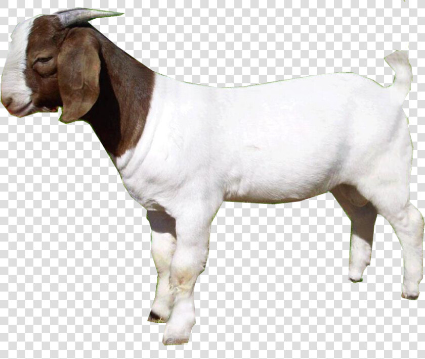 Download Goat Png   Goat Png  Transparent PngTransparent PNG