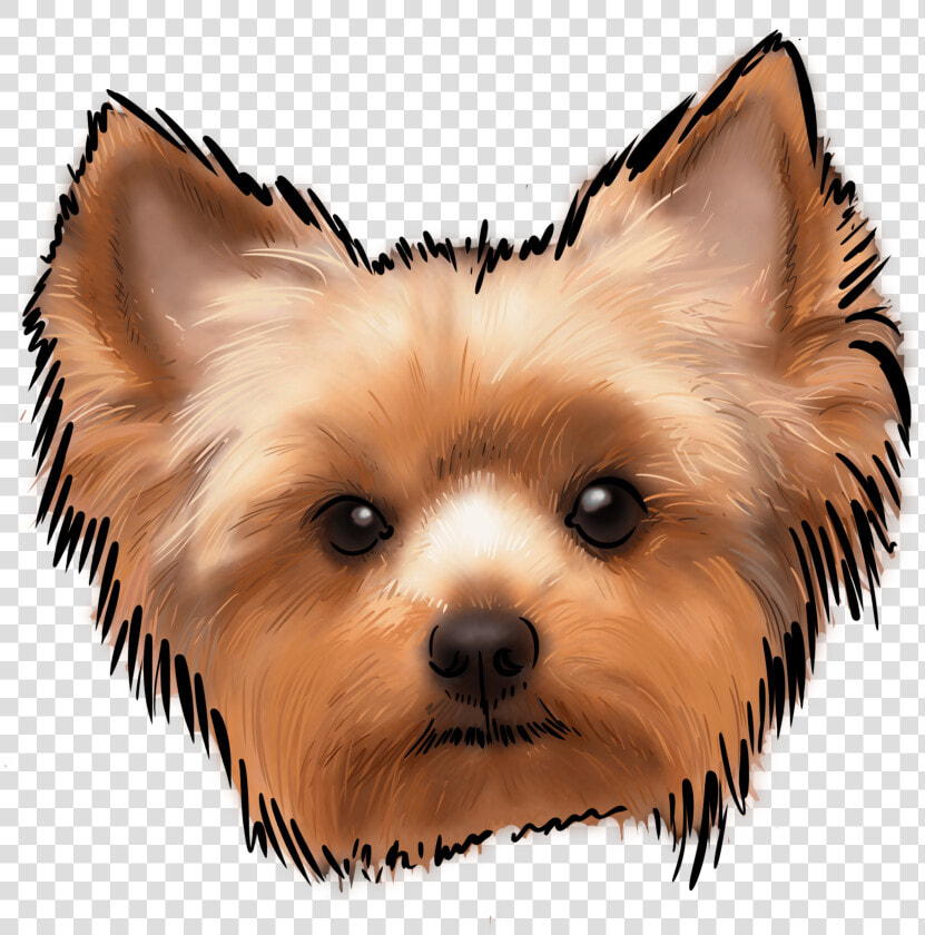 The Yorkshire Terrier  Or The Yorkie  May Be One Of   Easy Yorkie Terrier Drawings  HD Png DownloadTransparent PNG