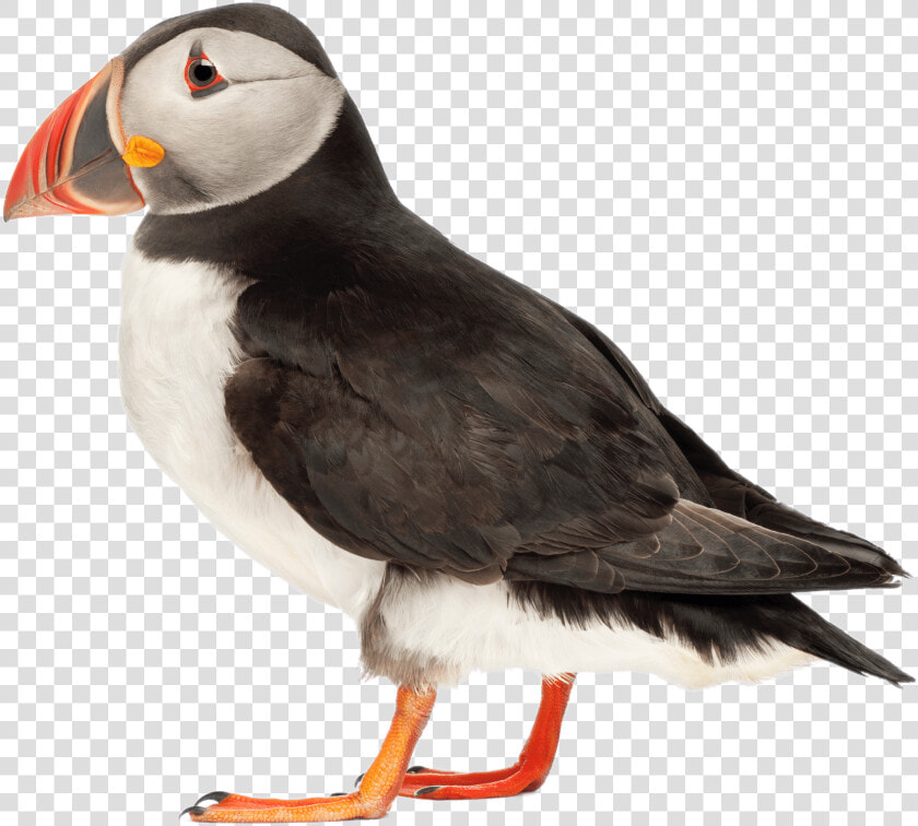 Puffin Side View   Puffin Png  Transparent PngTransparent PNG