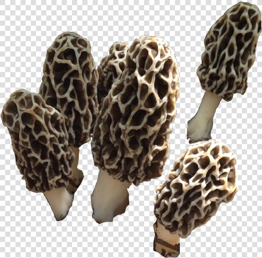  morelmushroom  mushroom  shroom  fungi  morel  nature   False Morel  HD Png DownloadTransparent PNG