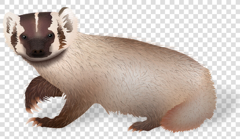 Uwpa On Social Media   Weasel  HD Png DownloadTransparent PNG