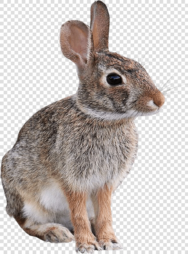 Wild Rabbit Animal Png Image Transparent Background   Transparent Background Animal Png  Png DownloadTransparent PNG