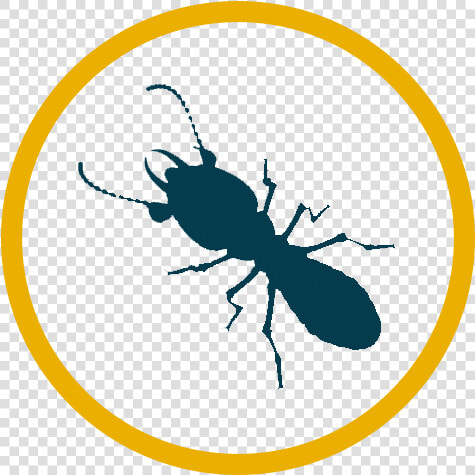 Japanese Rhinoceros Beetle  HD Png DownloadTransparent PNG