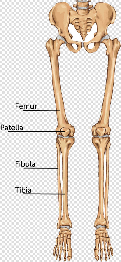 Transparent Bone Leg   Thigh And Leg Bones  HD Png DownloadTransparent PNG