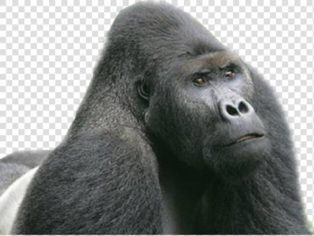 Gorilla Png Transparent Images   Endangered Eastern Lowland Gorilla  Png DownloadTransparent PNG