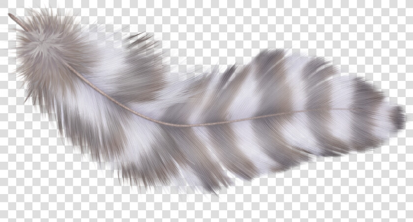 Фотки Parrot  Feathers  Clip Art  Photoshop  Parrot   Feather  HD Png DownloadTransparent PNG