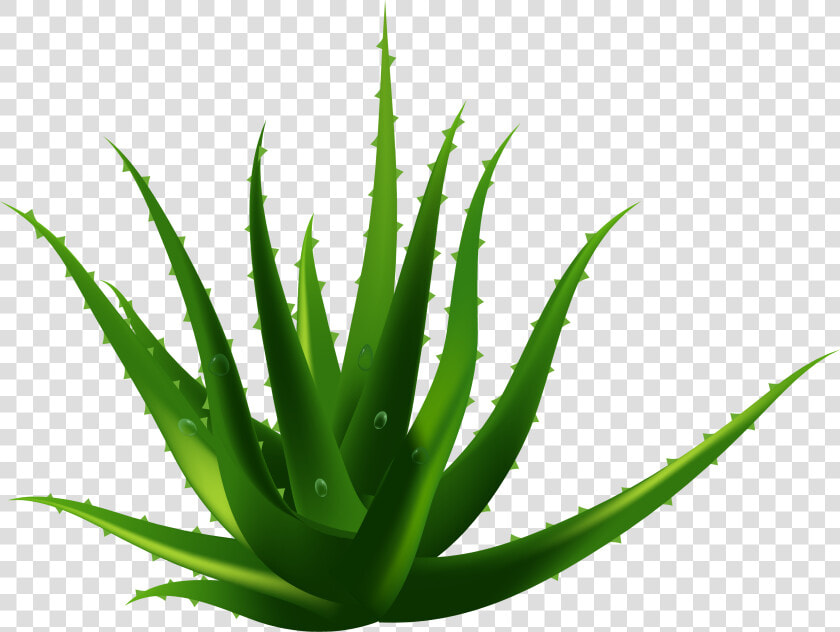 Planta De Aloe Vera Euclidiana Del Vector   Aloe Vera Transparent Background  HD Png DownloadTransparent PNG