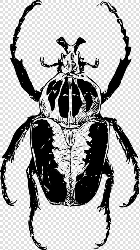 Transparent Beetle Clipart   African Beetle Drawing  HD Png DownloadTransparent PNG