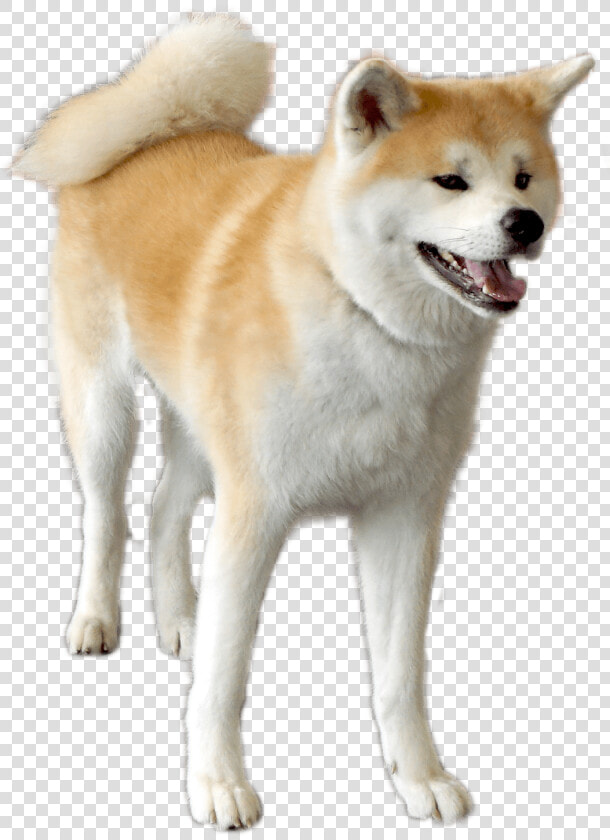 The Dog Contact Corps Ako That I Got Tired Of   Transparent Akita Dog Png  Png DownloadTransparent PNG