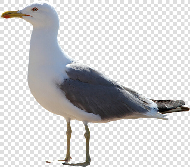 Gull Transparent Images   Gull Png  Png DownloadTransparent PNG