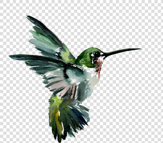 Hummingbird Watercolor Painting Drawing   Flying Birds Painting Art  HD Png DownloadTransparent PNG