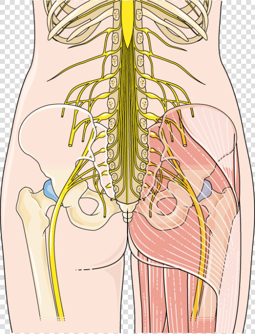 Medical Imaging  HD Png DownloadTransparent PNG