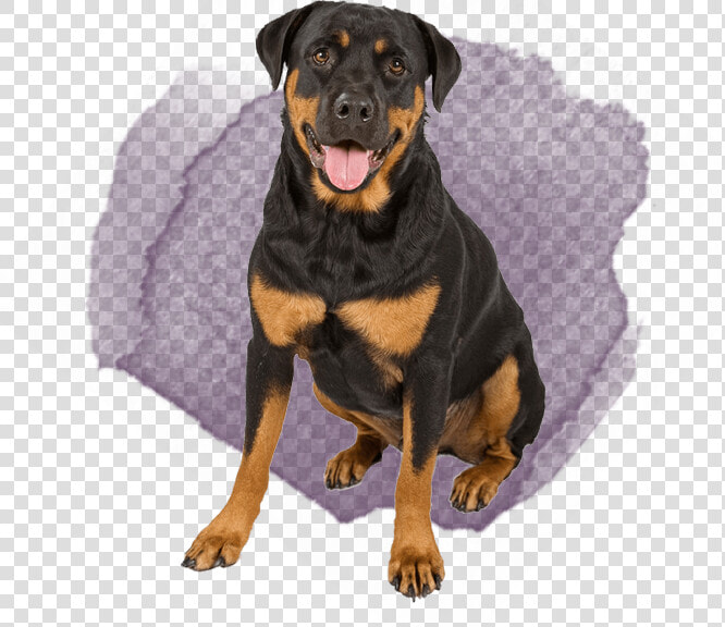 German Rottweiler And German Shepherd  HD Png DownloadTransparent PNG