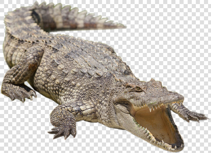 Nile Crocodile Alligator Siamese Crocodile Freshwater   Siamese Crocodile Png Clipart  Transparent PngTransparent PNG