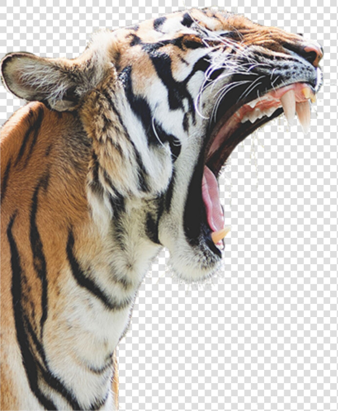 Transparent Tiger Head Clipart   Tiger Roaring White Background  HD Png DownloadTransparent PNG