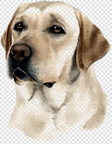 Clip Art Dog Watercolor   Dibujos De Perros Labradores  HD Png DownloadTransparent PNG