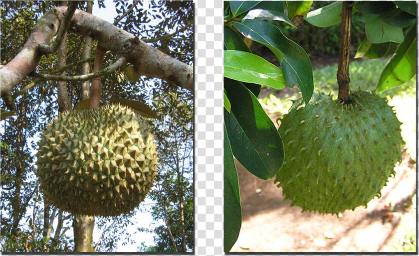 The Durian And Lookalike Soursop  1600x900   Png Download   Annona Muricata  Transparent PngTransparent PNG