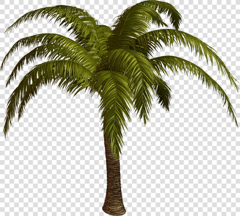 Palm Tree Top View   Palmier Png  Transparent PngTransparent PNG