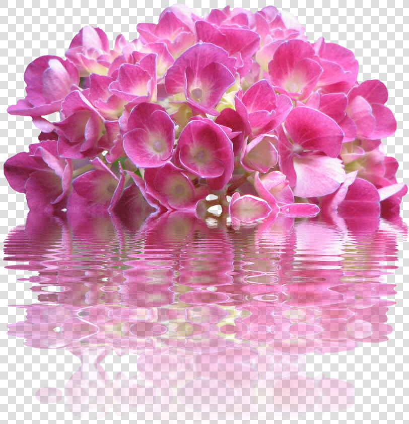 Spring  Hydrangea  Nature  Garden  Plant  Flora  Bloom   Pink Flowers  HD Png DownloadTransparent PNG