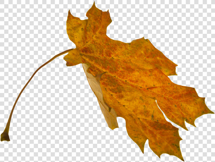 Transparent Flower Overlay Png   Overlay Falling Leaves Png  Png DownloadTransparent PNG