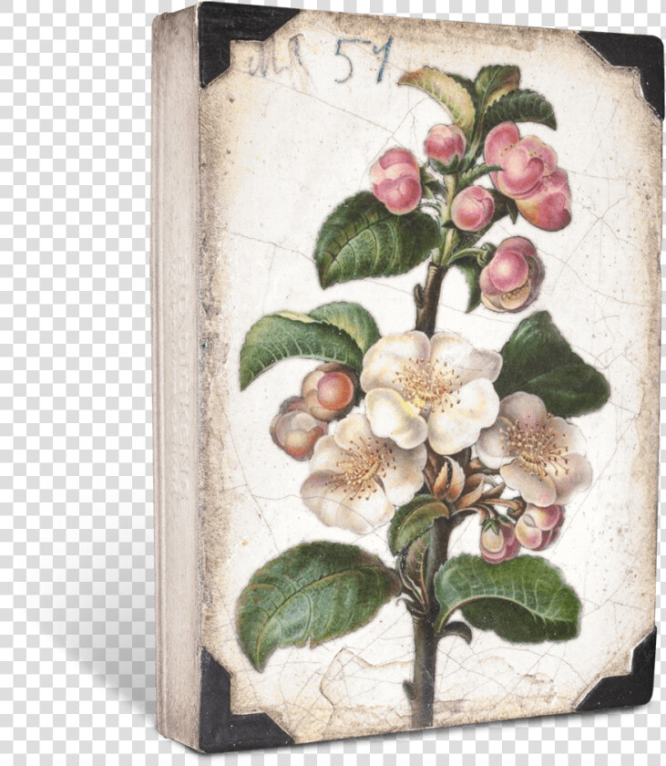 Sid Dickens Apple Blossom  HD Png DownloadTransparent PNG