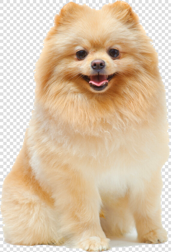 Transparent Pomeranian Png   Female Pomeranian Dog  Png DownloadTransparent PNG