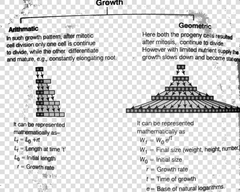 Growth Rate And Types Of Growth Rate In Plants   Geometric Growth In Plants  HD Png DownloadTransparent PNG