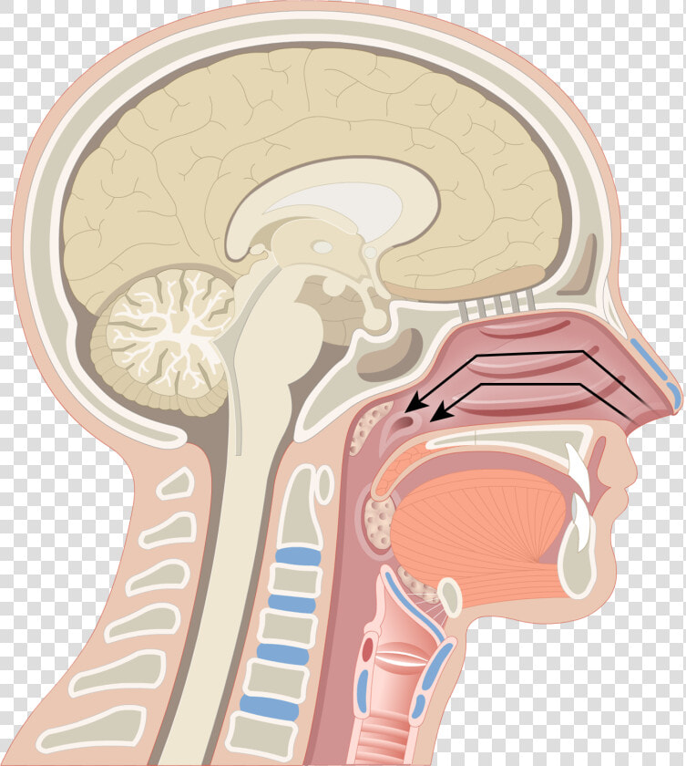 Pharynx Anatomy   Png Download   3 Regions Of Pharynx  Transparent PngTransparent PNG