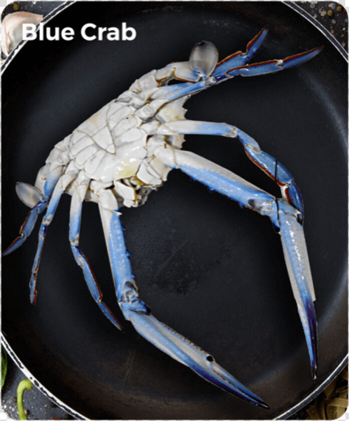 Blue Crab   Chesapeake Blue Crab  HD Png DownloadTransparent PNG