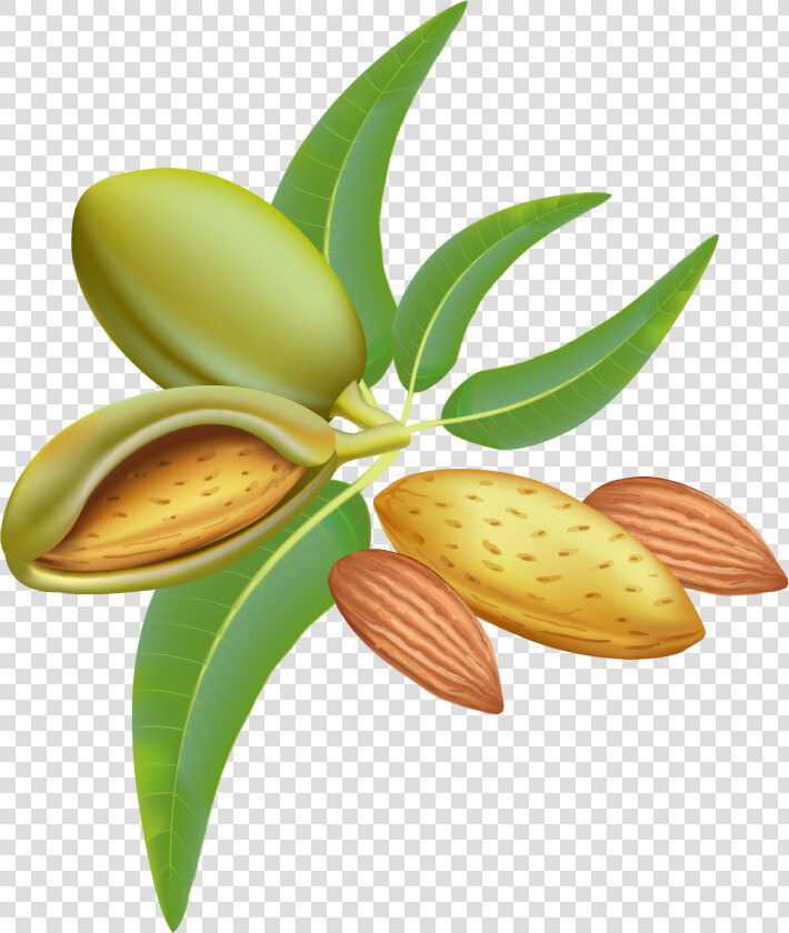 Almond Png Clipart Image   Almonds Graphic  Transparent PngTransparent PNG