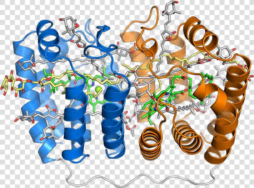 Peridinin Chlorophyll Protein  HD Png DownloadTransparent PNG