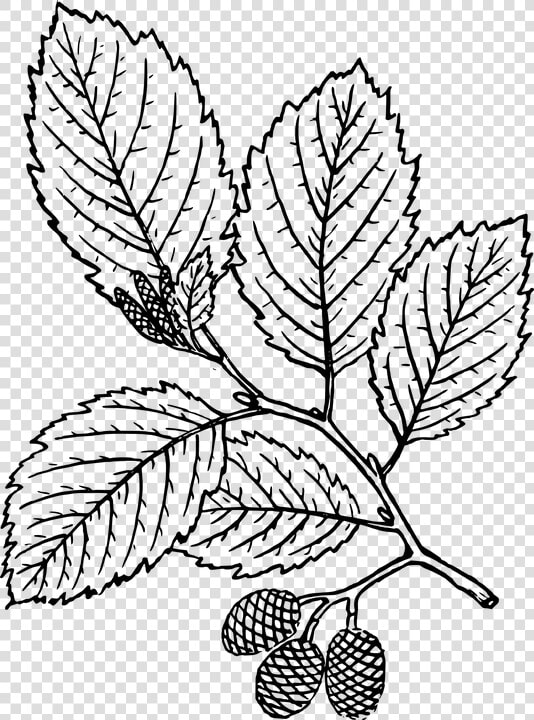 Red Alder Leaf Drawing   Transparent Cartoons   Red Alder Leaf Drawing  HD Png DownloadTransparent PNG