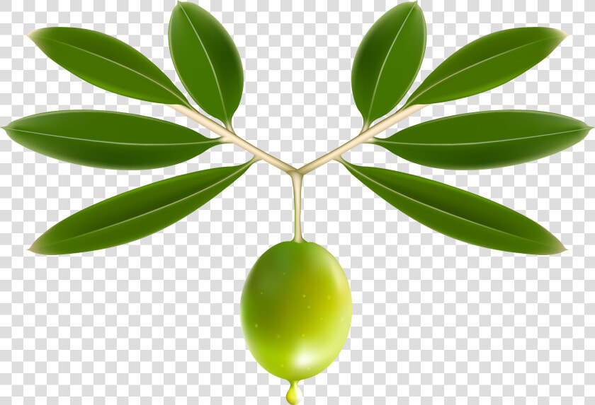 Transparent Olive Tree Png   Olive Png  Png DownloadTransparent PNG