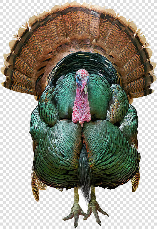 Wild Turkey Png Transparent Image   Tom Turkey Painting  Png DownloadTransparent PNG