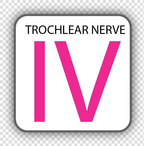 Cranial Nerve Iv  HD Png DownloadTransparent PNG