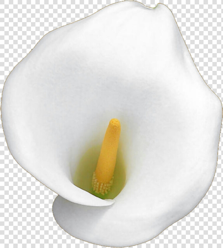 White Calla Lily By Jeanicebartzen27 White Calla Lily   White Calla Lily Png  Transparent PngTransparent PNG