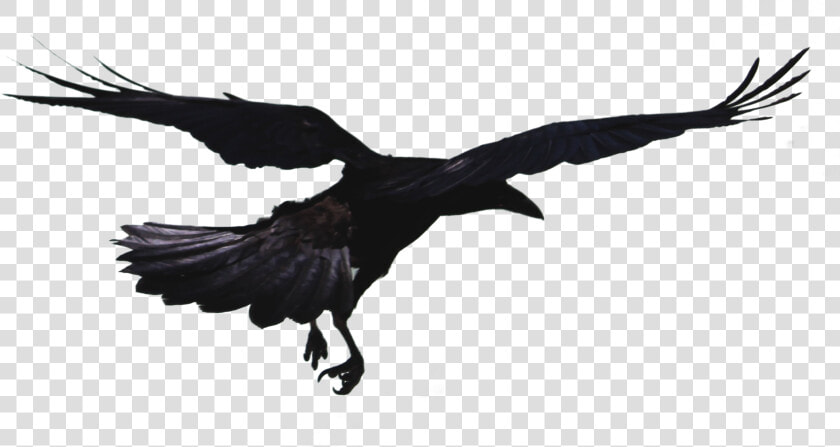 Rook Hooded Crow Bird Common Raven Flight   Flying Crow Png  Transparent PngTransparent PNG