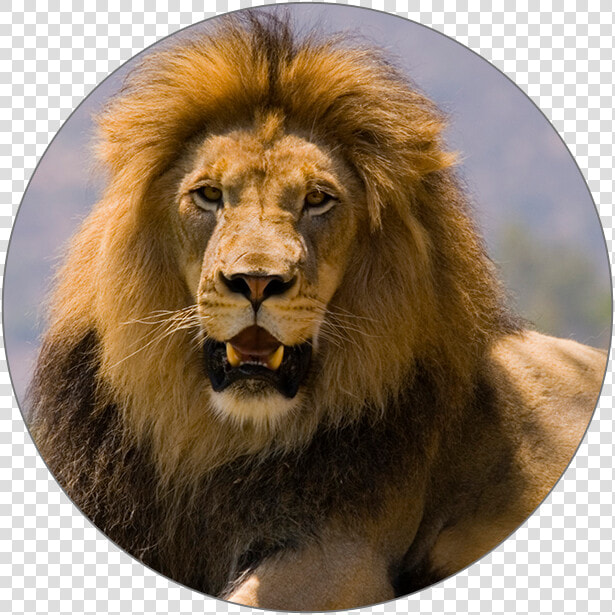 Icon   Masai Lion  HD Png DownloadTransparent PNG