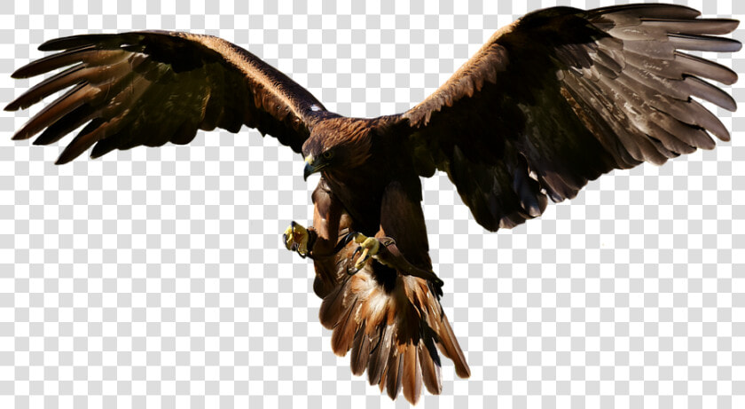 Bird Of Prey  HD Png DownloadTransparent PNG