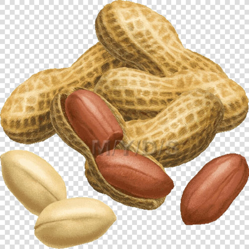 Peanut Clipart Images Collection Transparent Png   Peanut Clipart  Png DownloadTransparent PNG