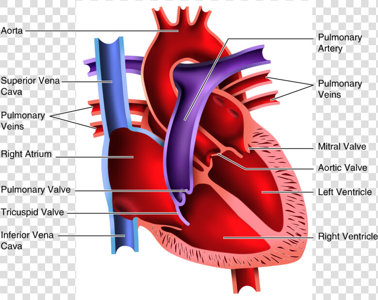 Human Heart Clipart Blood Flow   Human Heart Pictures For Students  HD Png DownloadTransparent PNG