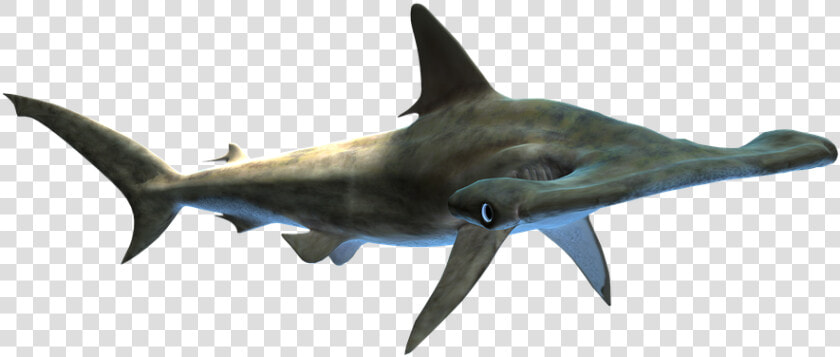 Shark  Hammer Head  Sea Life  Endangered  Wildlife    Tiburon Martillo Png  Transparent PngTransparent PNG